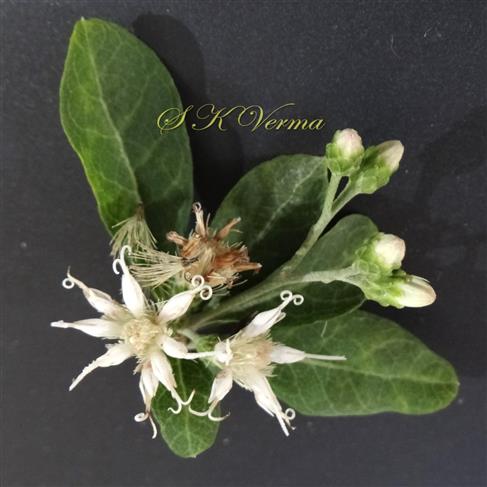  Capitula